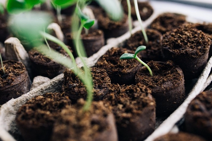 Junge Pflanzen in Torftöpfen
